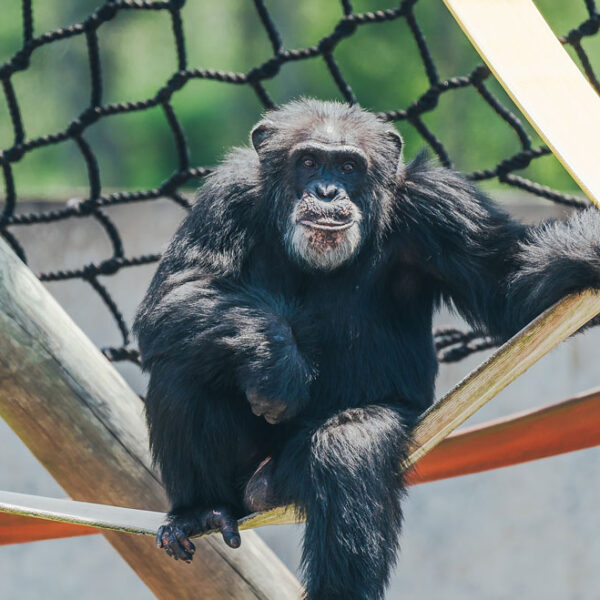 Henry, a monkey siting on cargo rope custom made by Pacific Fiber and Rope.