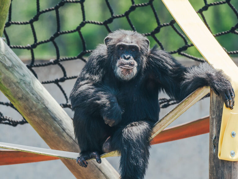 Henry, a monkey siting on cargo rope custom made by Pacific Fiber and Rope.